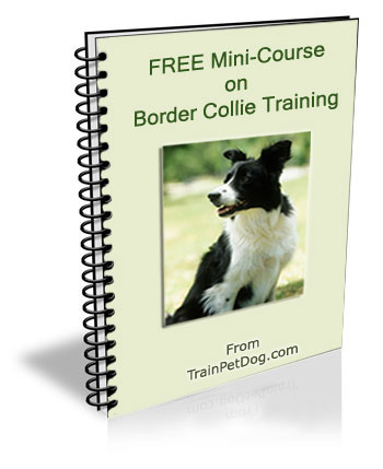 Free training Course for Border Collies
